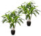 PASCH® 2 x Drachenbaum Kunstpalme groß (100 cm) - Langlebig & Naturgetreu | Realistische Kunstpflanzen groß | Künstliche Pflanzen groß | Palme künstlich | Künstliche Palme für natürliches Ambiente