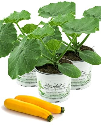 3er Set Zucchini Pflanze gelb (Cucurbita pepo), Aus Nachhaltigem Anbau !