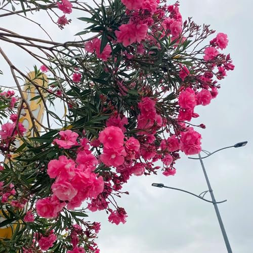 20 Pcs Oleander Samen - Nerium Oleander - Kletterpflanzen Winterhart, Bio Saatgut Oleander Pflanzen Samen, Geschenke Für Gartenfreunde, Samen Alte Sorten Gartendeko Für Draußen, Balkonpflanzen