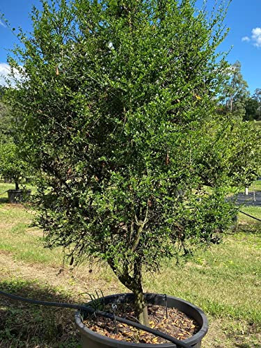Limone caviale rosa Citrus australasica pianta di Finger Lime in mastello ø40 cm. Vivaio di Castelletto