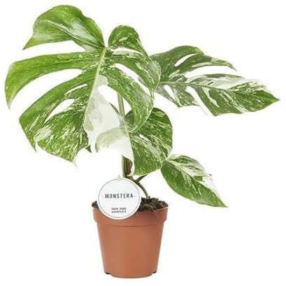 Fensterblatt Monstera Deliciosa Variegata – Zimmerpflanze Ø15cm 45cm – Seltene panaschierte Monstera mit weiß-grünen Blättern – Tropische Kletterpflanze & luftreinigend