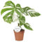 Fensterblatt - Monstera Deliciosa Variegata - Zimmerpflanze - Ø15cm - 45cm