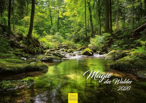 Edition Seidel Premium Kalender Die Magie des Waldes 2026 Format DIN A4 Wandkalender Naturkalender Natur Wald Bäume
