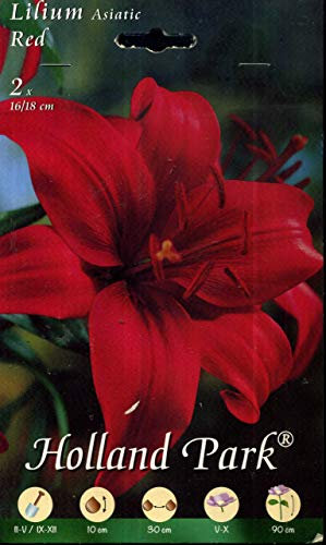 Holland Park bulbi da fiore di molte varietà e colori in sacchetto blister con foto (LILIUM ASIATIC RED 2 bulbi)