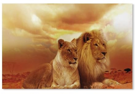 PGCKSK DIY Diamond Painting，Un couple au coucher du soleil aime le lion et la lionne，Diamond Painting, Cadeau de broderie de diamant en cristal pour adulte, Décoration de la maison（50x60cm）-D1