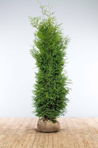 Lebensbaum ‚Brabant‘ – Thuja occidentalis – Heckenpflanze – Auswahl der Höhe 60–225 cm – immergrün & schnell wachsend – ideal für dichte Hecken und Sichtschutz (Variante 200-225cm)