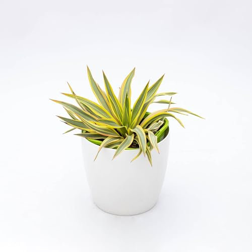 Pianta vera di Yucca gloriosa Citrus Twist - Diametro Vaso Ø 18 cm