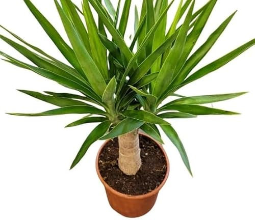 50 graines de yucca vertes