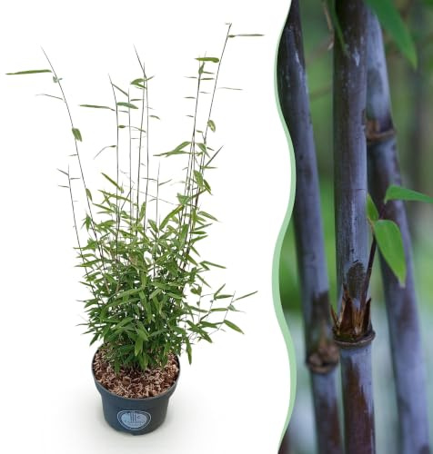 Bambù Fargesia Nitida Black Dragon, da Siepe, Verde, Vaso 23 cm, Alt 80 cm
