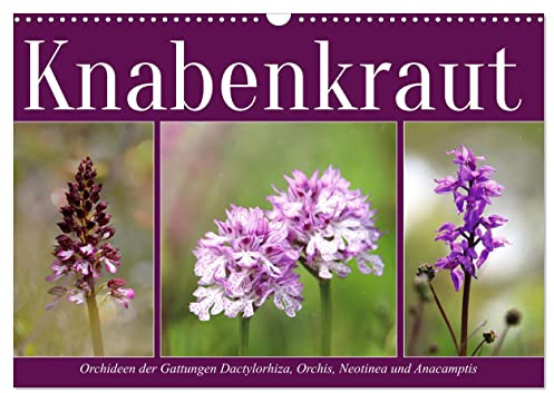 Knabenkraut (Wandkalender 2026 DIN A3 quer), CALVENDO Monatskalender: Orchideen auf heimischen Wiesen (CALVENDO Natur)