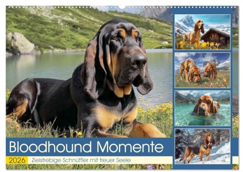 Bloodhound Momente. Zielstrebige Schnüffler mit treuer Seele (Wandkalender 2026 DIN A2 quer), CALVENDO Monatskalender: Tolle Hunde mit Schlappohren, Sherlock-Nase und Grips (CALVENDO Tiere)