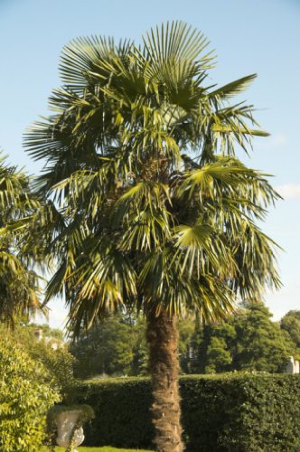 RP Seeds Trachycarpus fortunei (Chusan/Windmill Palm) - 10 Seeds