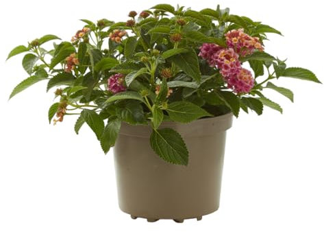Verdecora Lantana en maceta 3L | Lantana camara | Planta de Interior y Exterior | Arbusto Natural | Flores Coloridas y Aromáticas | Ideal para Decoración y Jardinería