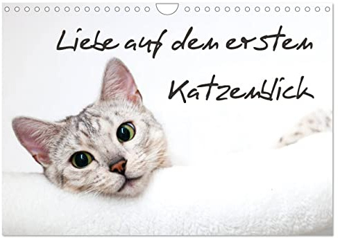 Liebe auf den ersten Katzenblick (Wandkalender 2026 DIN A4 quer), CALVENDO Monatskalender: Verführerische Katzengesichter für das ganze Jahr. (CALVENDO Tiere)