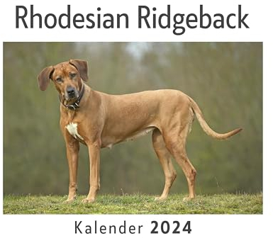 Rhodesian Ridgeback (Wandkalender 2024, Kalender DIN A4 quer, Monatskalender im Querformat mit Kalendarium, Das perfekte Geschenk)