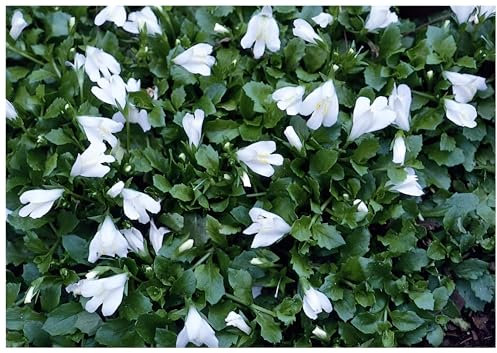 50 x Mazus reptans 'Albus' (Winterhart/Staude/Bodendecker/Mehrjährig/Stauden) Weißes Lippenmäulchen - Strahlendes Weiß für zarte Bodenteppiche - Trittfest - von Stauden Gänge