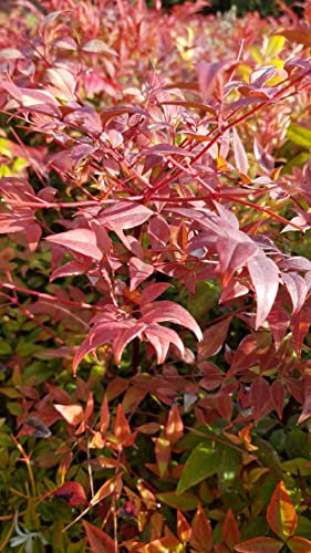 Nandina domestica/Bambou sacré/Conteneur de 3 à 4 litres