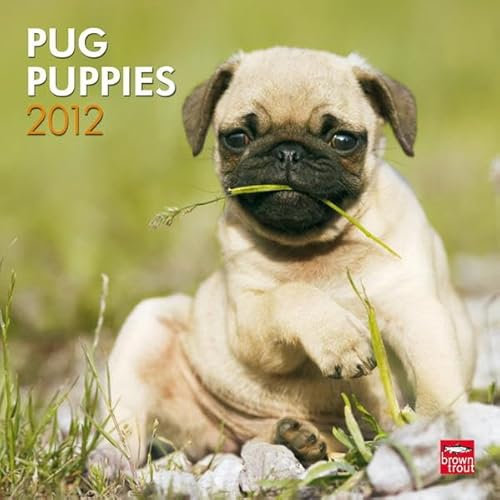 Pug Puppies 2012 (Wall-Kalender)