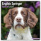 English Springer Spaniels 2025 - 16-Monatskalender: Original Avonside-Kalender [Mehrsprachig] [Kalender] (Wall-Kalender)