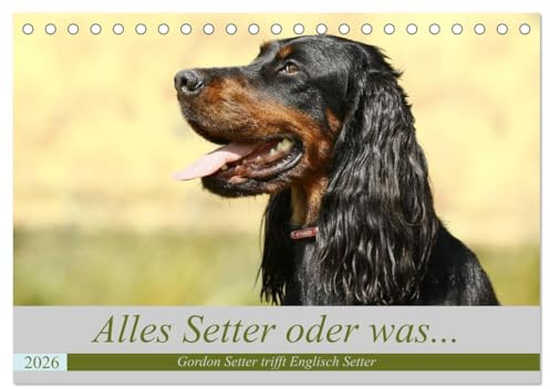 Alles Setter oder was (Tischkalender 2026 DIN A5 quer), CALVENDO Monatskalender: Der Setter als Wegbegleiter, Familienhund und bester Kumpel. (CALVENDO Tiere)