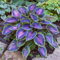 Brilliant Hosta Bulks, bulbi perenni e professionali per splendide esposizioni da giardino, 15 lampadine, E