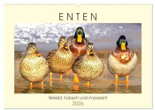 Enten. Beliebt, hübsch und imposant (Wandkalender 2026 DIN A2 quer), CALVENDO Monatskalender: Die lustigen Watschler am Teich und See (CALVENDO Tiere)