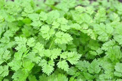 Just Seed Herb - Chervil Massa - Anthriscus cerefolium - 2000 Seeds