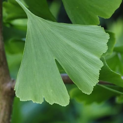 Arbre Aux Quarante Écus Menhir - Ginkgo Biloba Menhir 50 cm Pot 2,5l - Plante En Pot - Hauteur 50 Cm - Exposition Soleil Sol