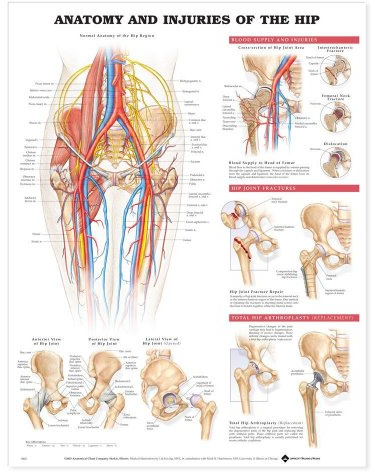Anatomical Chart Anatomy and Injuries of the Hip