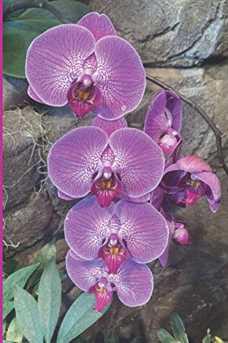 Hot Pink Orchid Journal: Lined, 120 Pages
