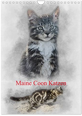 Maine Coon Katzen (Wandkalender 2024 DIN A4 hoch), CALVENDO Monatskalender: Eine der größten Katzen der Welt: Maine-Coon (CALVENDO Tiere)