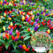 nulala 20 semi Semi di peperoncino di colore semi di pepe commestibili per giardino domestico