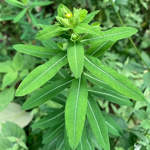 200 Pcs Wolfsmilch Kaktus Samen, Luftreinigende Zimmerpflanzen (Euphorbia Pekinensis) Exotische Pflanzen Winterhart, Wildblumensamen Gartendeko Für Draußen, Bonsai Samen Winterfeste
