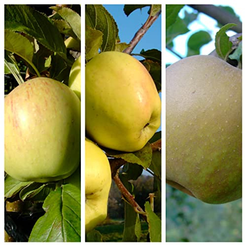 Trio Apfelbaum historische Sorten Dülmener Rosenapfel - Winter Glockenapfel - Zabergäurenette mit 7-10 Liter Topfballen