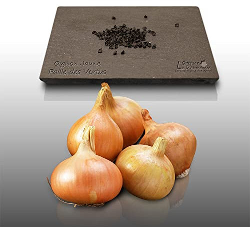 100 graines à semer - Le Grenier d'Abondance - OIGNON Jaune Paille des Vertus - Allium cepa