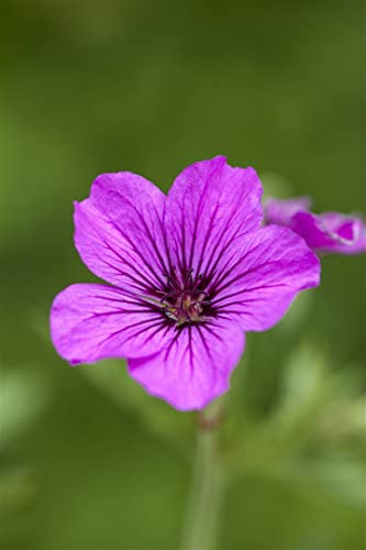 Storchschnabel 'Patricia' im Topf Geranium psilostemon winterhart | Geranium psilostemon, breit-buschiger Wuchs, magenta Blüten Juni bis August, sonnig bis halbschattig, Staudenbeet