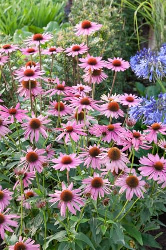Echinacea purpurea 'Rubinstern' ca. 9x9 cm Topf - Purpur-Sonnenhut, rubinrote Blüten, Blütezeit Juli-September, bienenfreundlich, ideal für Staudenbeete, pflegeleicht