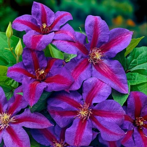 You Garden - Clematis 'Mrs N Thompson' 9cm x3
