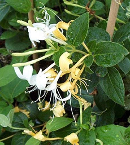 Generico Lonicera Halliana Sempreverde Caprifoglio Pianta Rampicante in Vaso 9 cm 30-40 cm