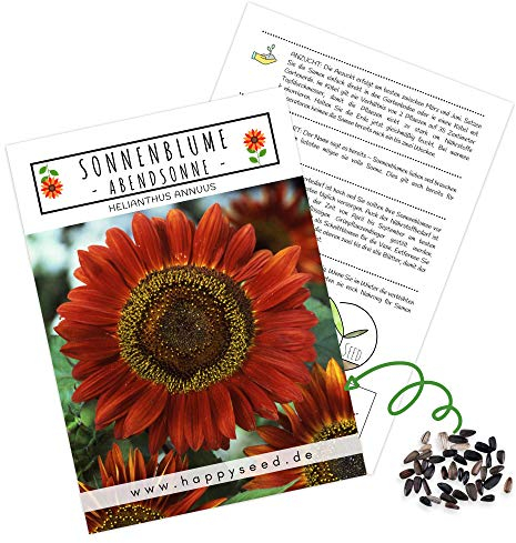 Farbenfrohe Sonnenblumen Samen mit hoher Keimrate - Blumensamen für einen bunten & bienenfreundlichen Garten (20 Korn Abendsonne)