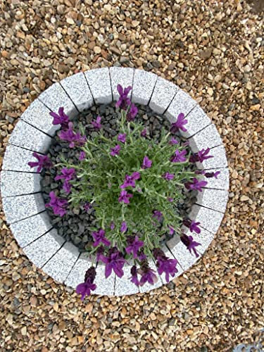 Garden Granite Tree Surround 120cm White – Premium Concrete Circular Tree Ring, Plant Border, Garden Edging, Water Feature Surround, Weather & Frost Resistant, Handmade in Britain