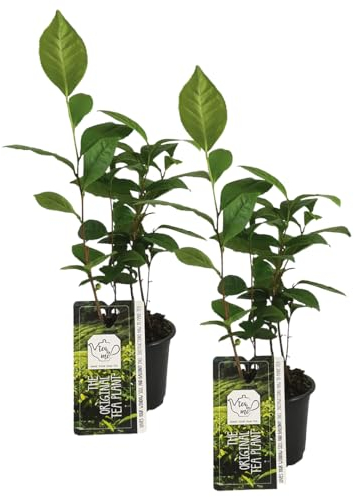 Bloomique - 2er Set - Camellia Sinensis - Echte Tee Pflanze - Machen Sie Ihren eigenen Tee - Winterhart - Höhe 20-30 cm - Topf 10,5 cm