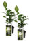 Bloomique - 2er Set - Camellia Sinensis - Echte Tee Pflanze - Machen Sie Ihren eigenen Tee - Winterhart - Höhe 20-30 cm - Topf 10,5 cm