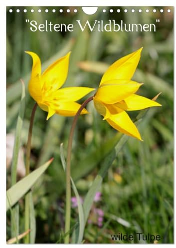 Seltene Wildblumen (Wandkalender 2026 DIN A4 hoch), CALVENDO Monatskalender: Wildwachsende Schönheiten (CALVENDO Natur)