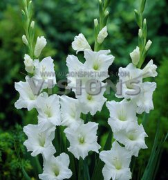 Huifang Neue frische 20 Stück weiße Gladiolen-Blumensamen