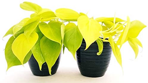 POWERS TO FLOWERS - POTHOS NEON, 2 PIANTE v12cm, piante vere