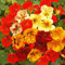 Nasturtium Dwarf Single Mixed Seeds – Hardy Annual – Attracts Bees & Butterflies – Must Have for Beddings & Rockeries - for Your Beautiful Garden
