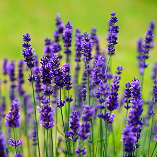 10 Stück Lavendel angustifolia 'Dwarf Blue' von Intragarten Lavendel winterhart