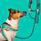 Frenkie Turquoise Hundegeschirr