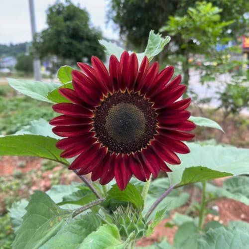 30 piezas semillas de flor de girasol - cobertura del suelo, perenne resistente, semillas de girasol perennes, de semillas de flores de jardín de hierbas, plantas en